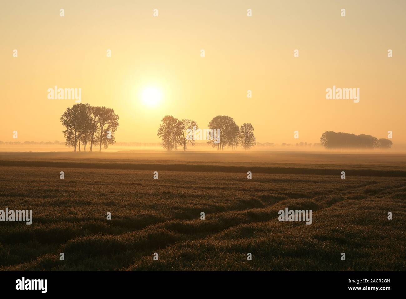 Sunrise over the field with trees surrounded by mist. Photo taken in ...