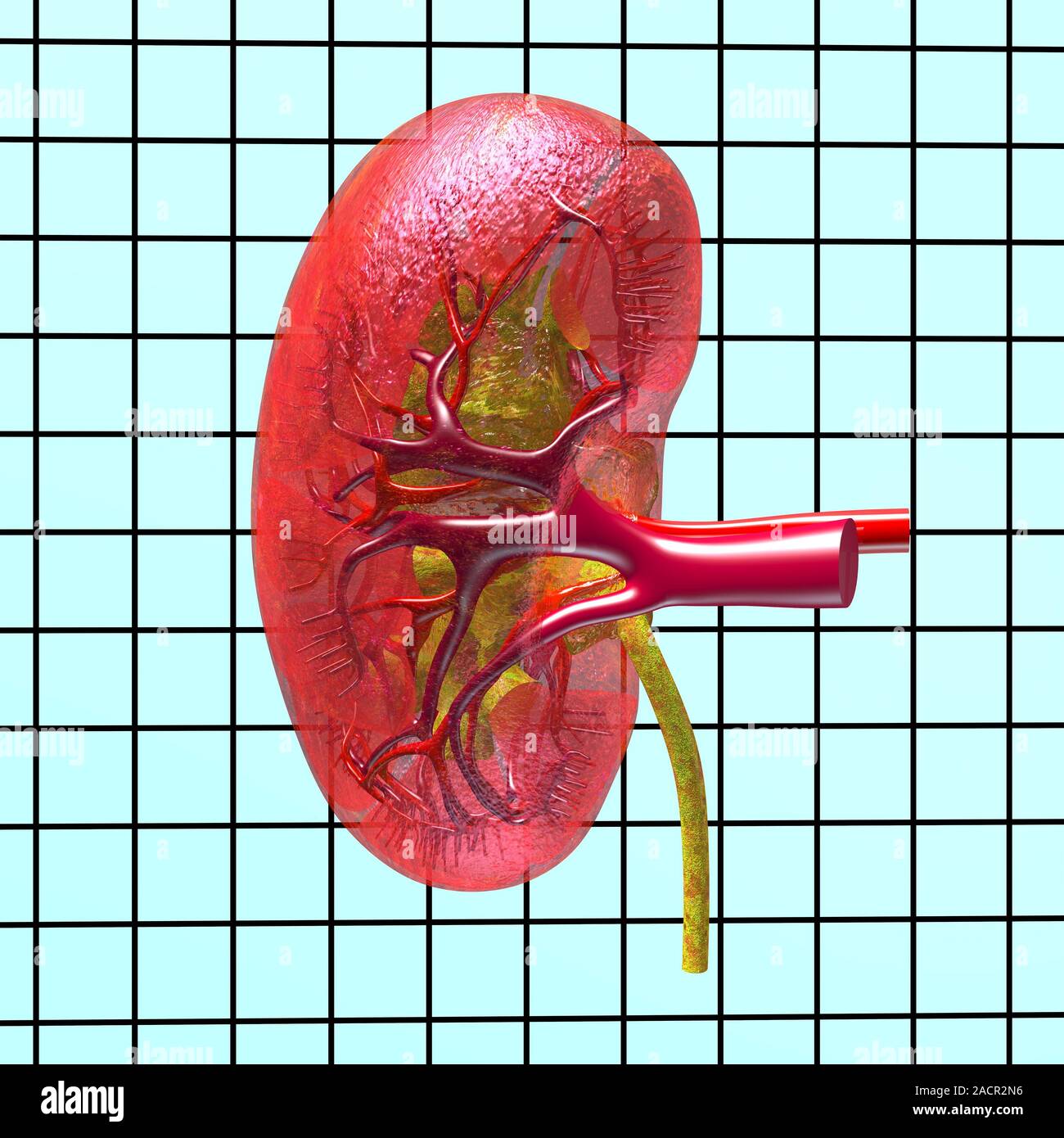 This image may not be used in educational posters Kidney anatomy