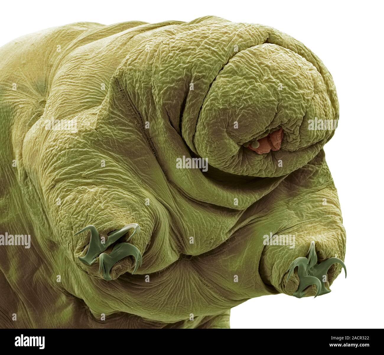 Water bear (Echiniscus granulatus). Coloured scanning electron