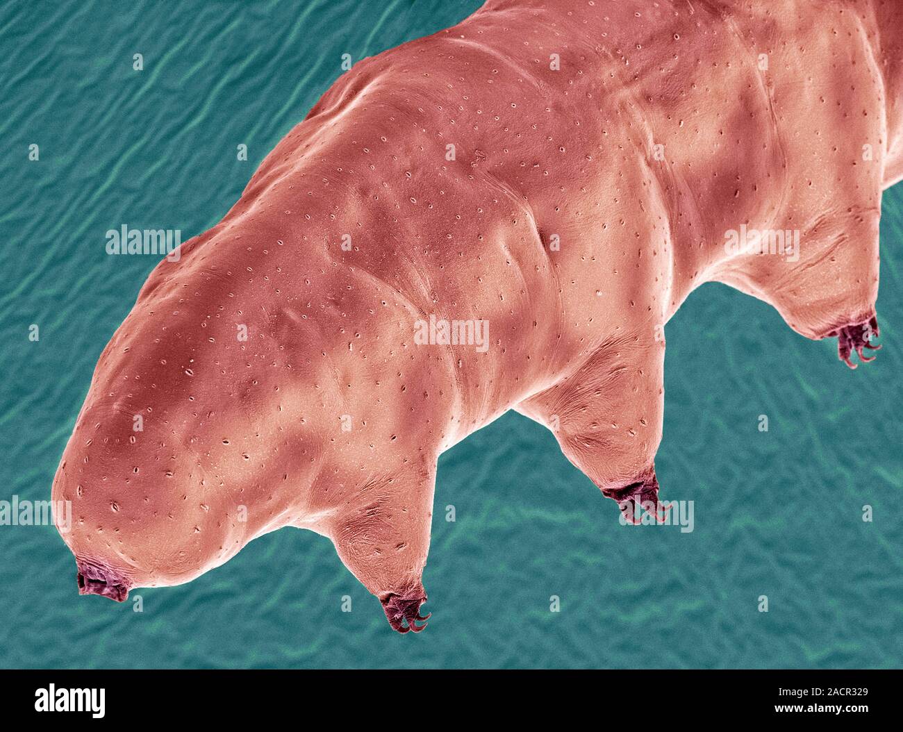 Water bear (Echiniscus granulatus). Coloured scanning electron