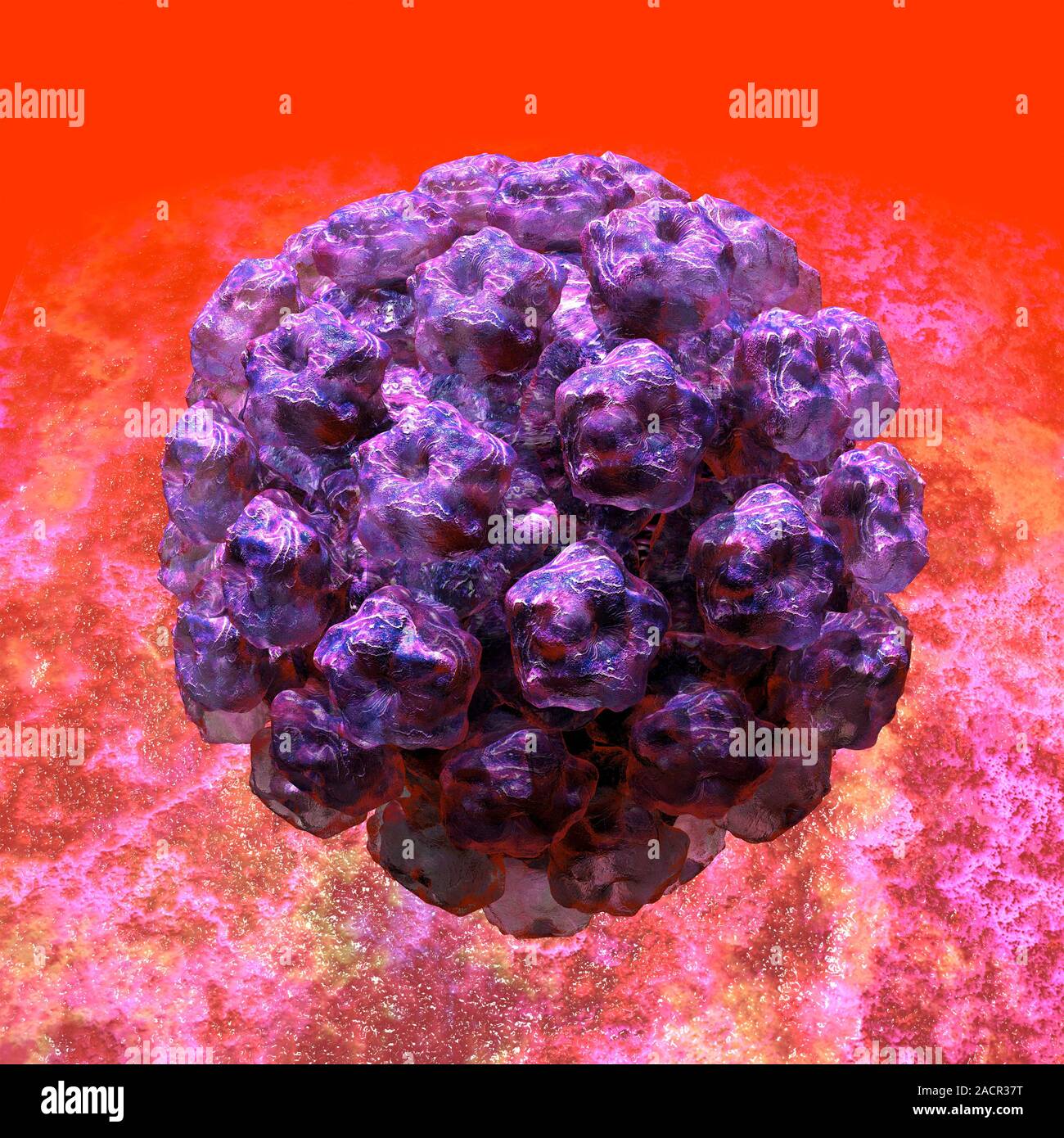 This image may not be used in educational posters Human papilloma virus ...