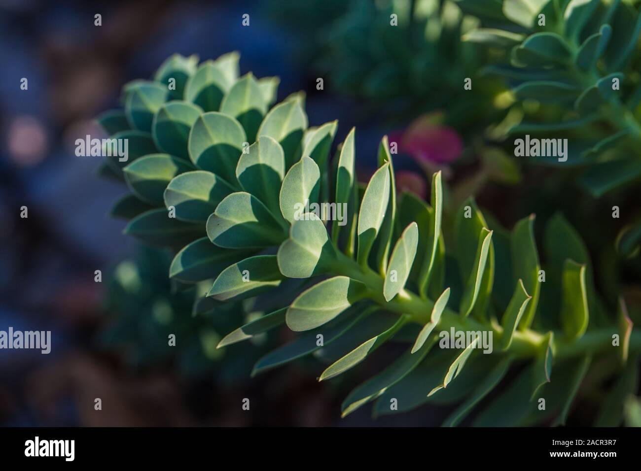 plant with thick green leaves Stock Photo Alamy