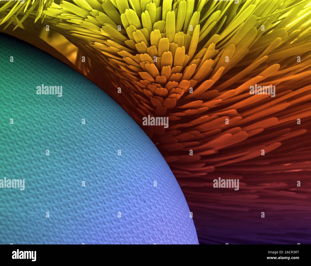 Butterfly eye. Coloured scanning electron micrograph (SEM) of the