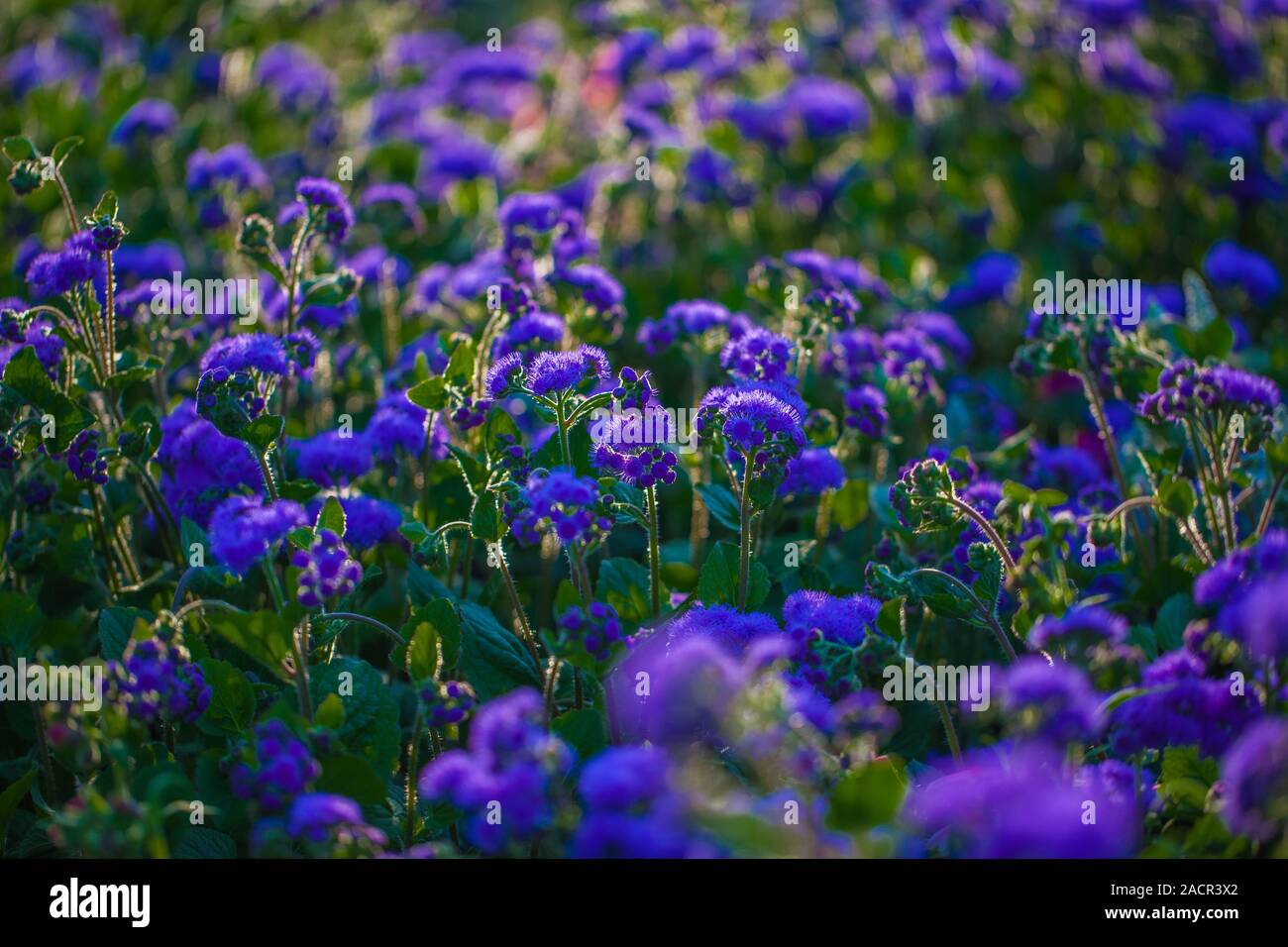 purple flower field Stock Photo - Alamy