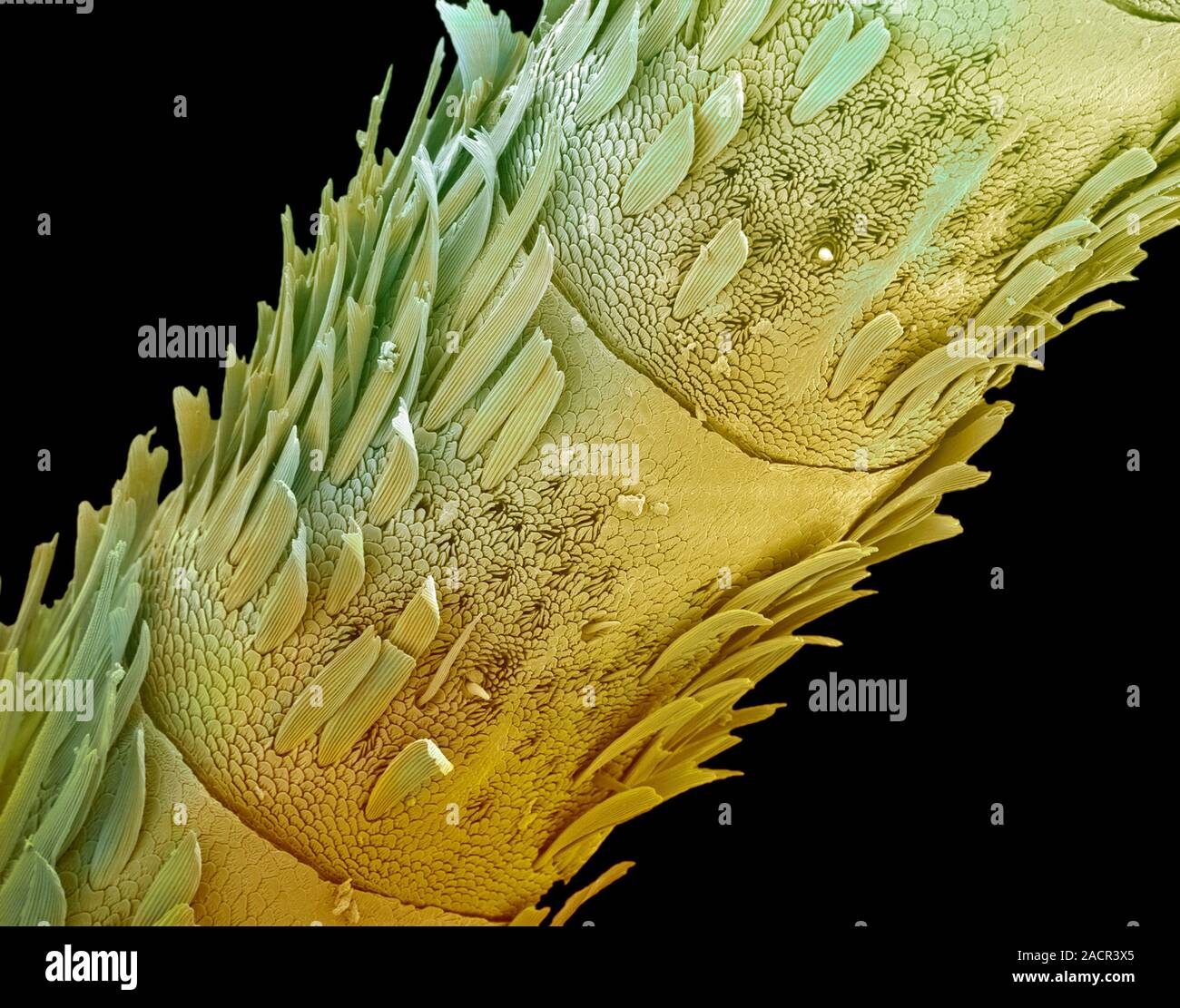 Butterfly antenna. Coloured scanning electron micrograph (SEM) of the