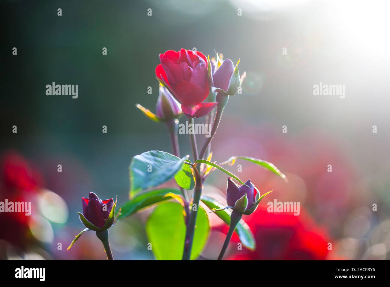 bright red roses Stock Photo - Alamy