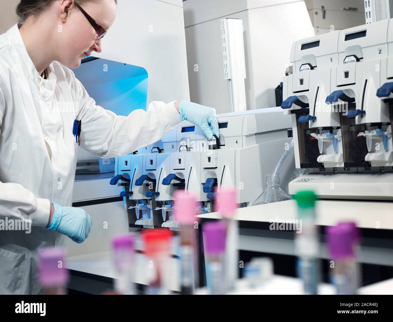 Gene expression analysis. Researcher removing a microarray from a ...
