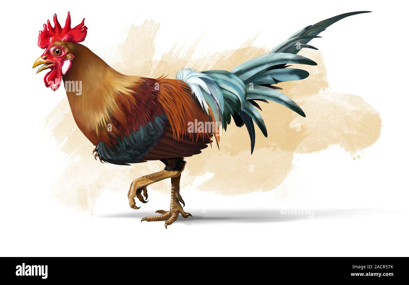 Chickenosaurus. Artwork of a chicken with teeth. Chickens are descended