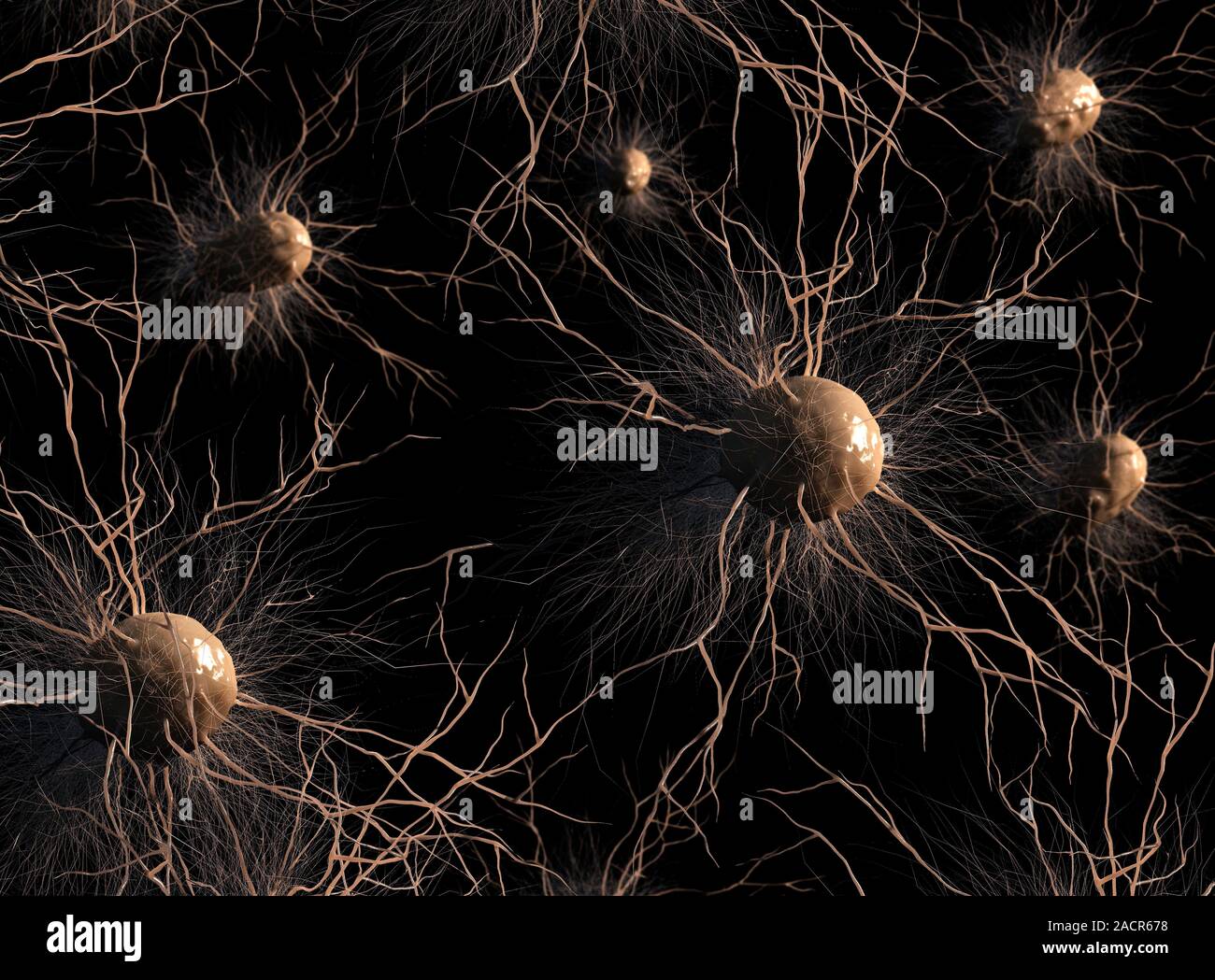 Astrocyte nerve cells, computer artwork. Astrocytes are a type of glial