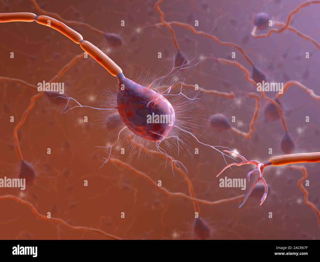Nerve synapse. Conceptual computer artwork of a synapse between two ...