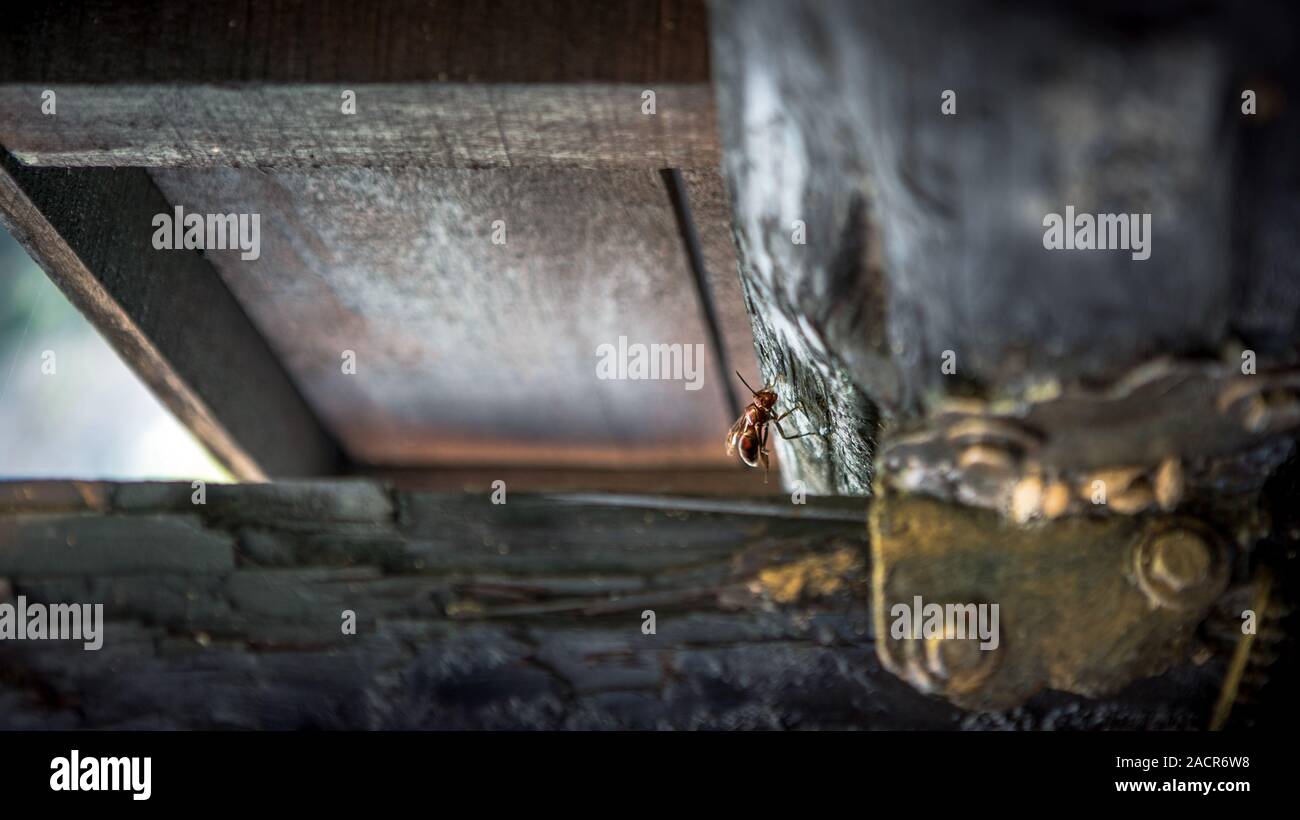An asian giant hornet in Taiwan, also called Vespa velutina. Close up detail of a big red wasp in a house roof bordered by wood attached to metal sidi Stock Photo