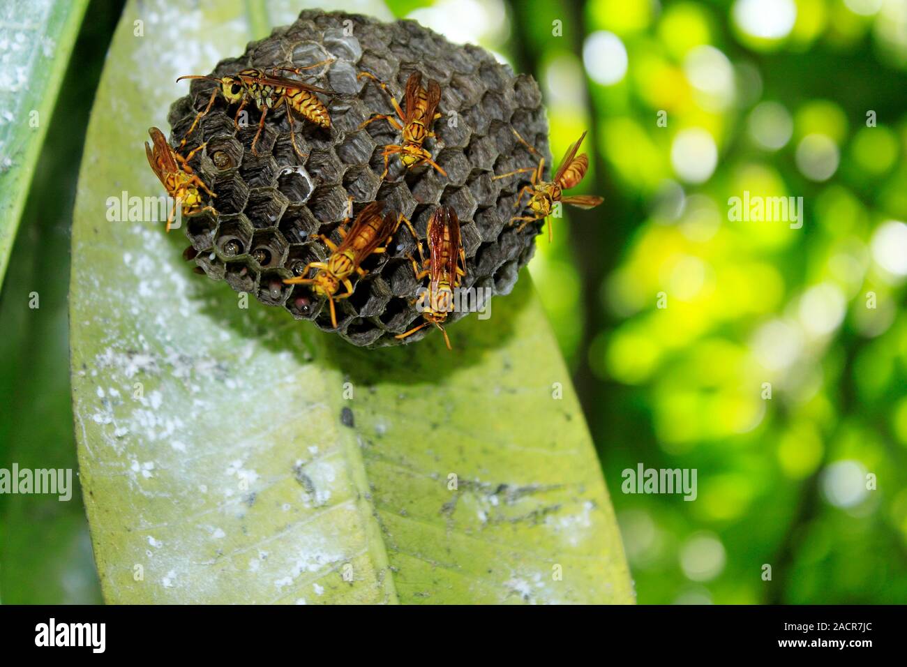 Paper Wasps (Polistes olivaceus) on a nest. Photographed in Mauritius. Stock Photo