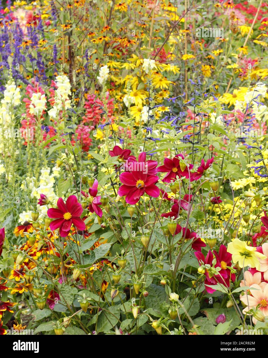 Early autumn garden border featuring hot colours of Rudbeckia 'Priairie Glow', dahlias, agastache and black eyed Susan in September. UK Stock Photo