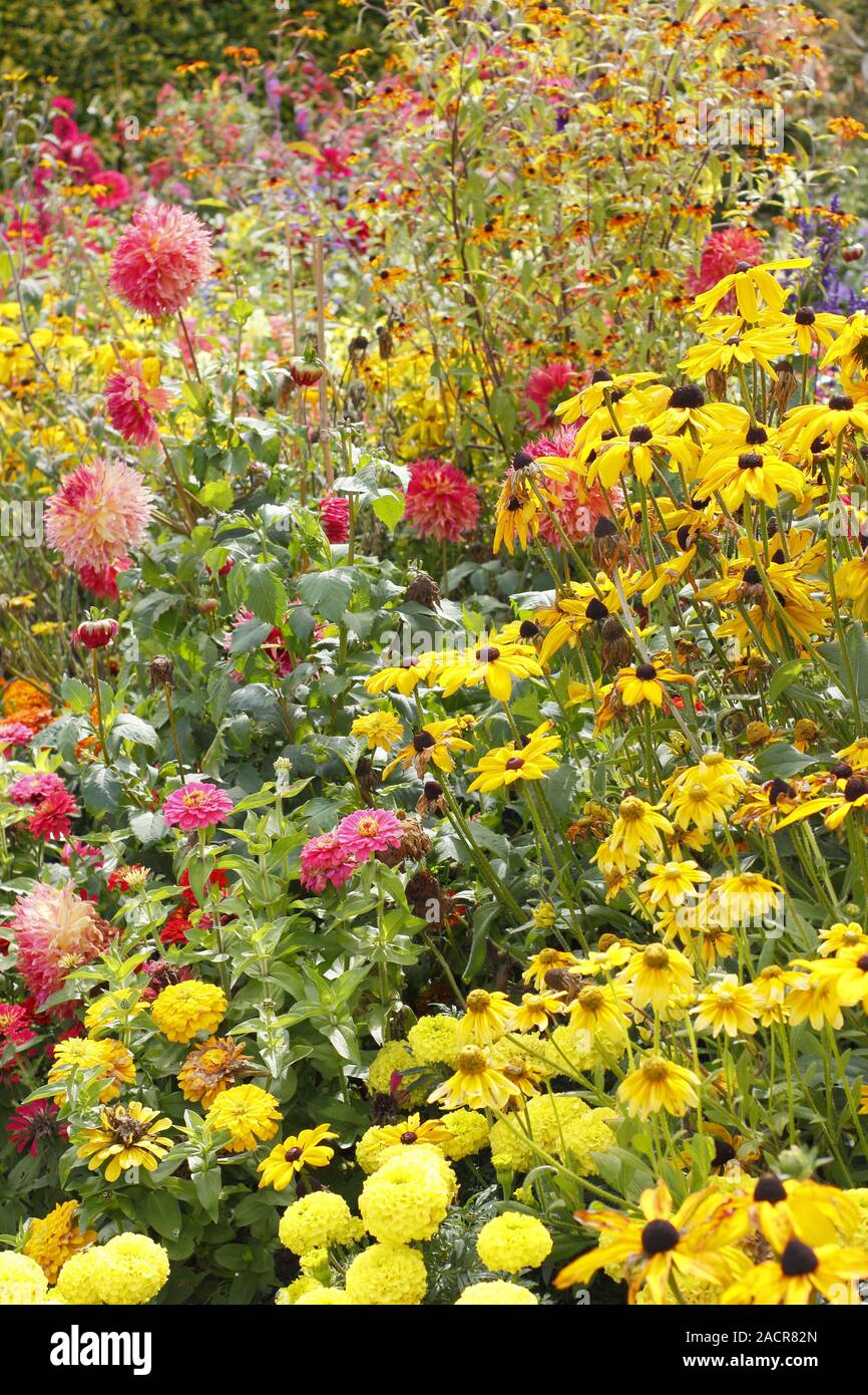 Early autumn garden border featuring hot colours of Rudbeckia 'Priairie Glow', dahlia, black eyed Susan and marigolds - September. UK Stock Photo