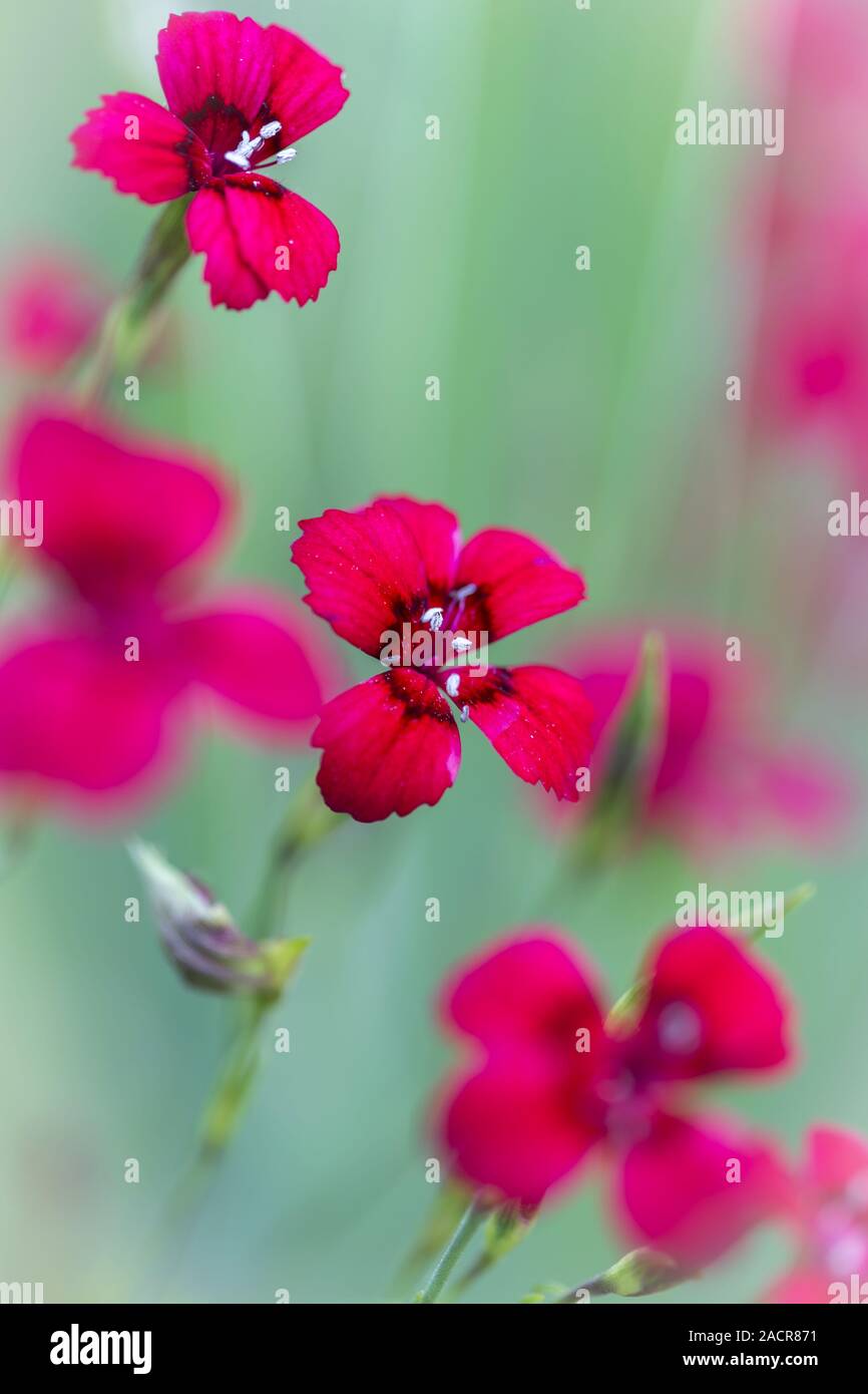 Stone carnation (Dianthus Deltoides) with low DOF Stock Photo