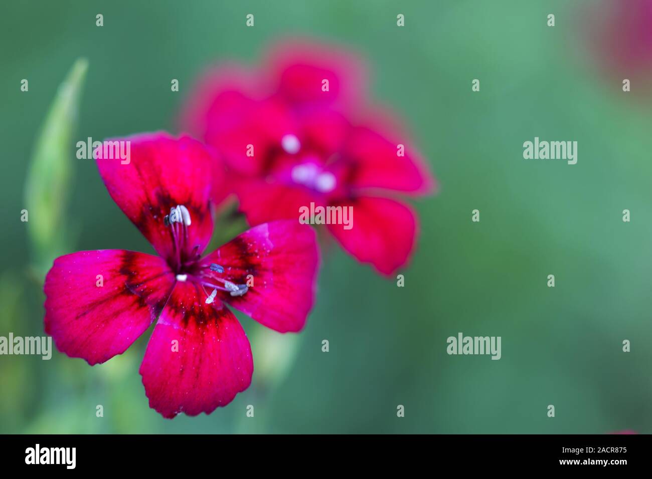 maiden pink, Dianthus deltoides Stock Photo