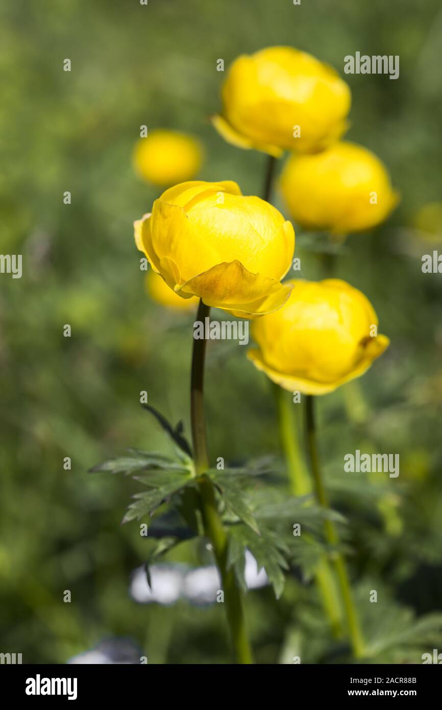 globeflower, globe-glower, Trollius europaeus in the Alps, Austria Stock Photo