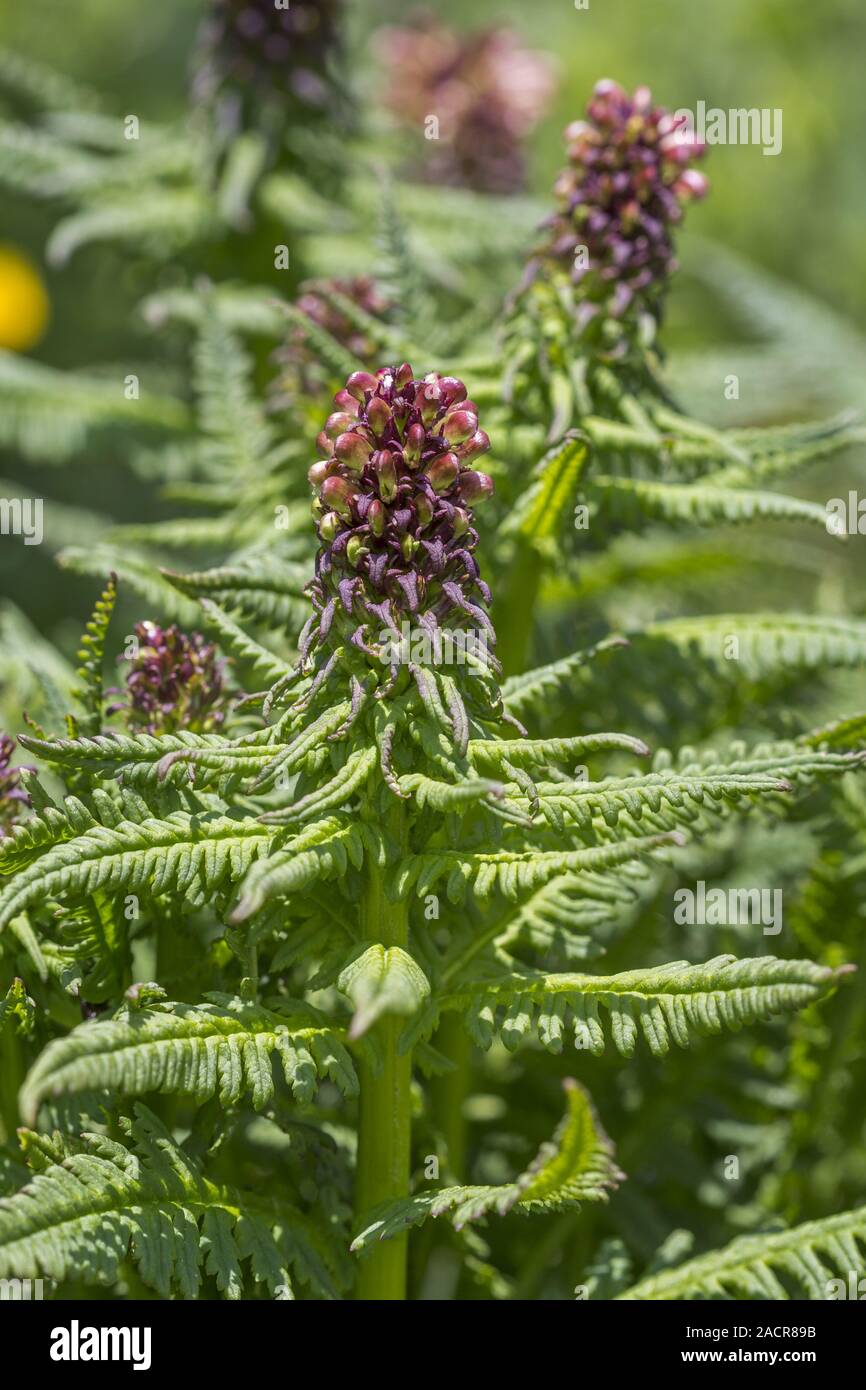 moor-king lousewort, Pedicularis Stock Photo