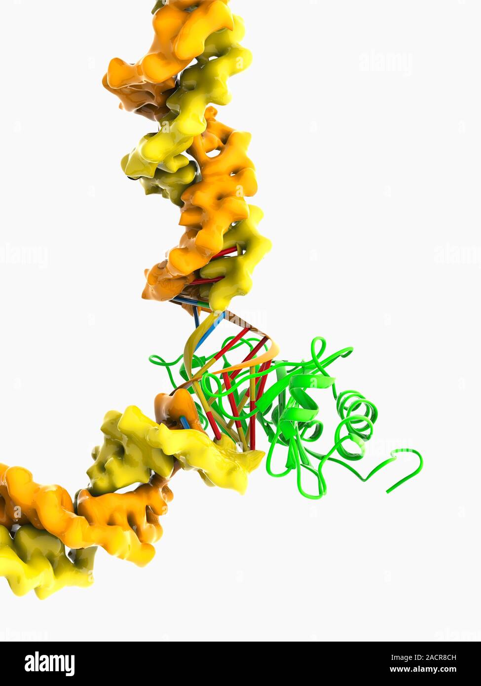 TATA boxbinding protein complex. Molecular model showing a TATA box