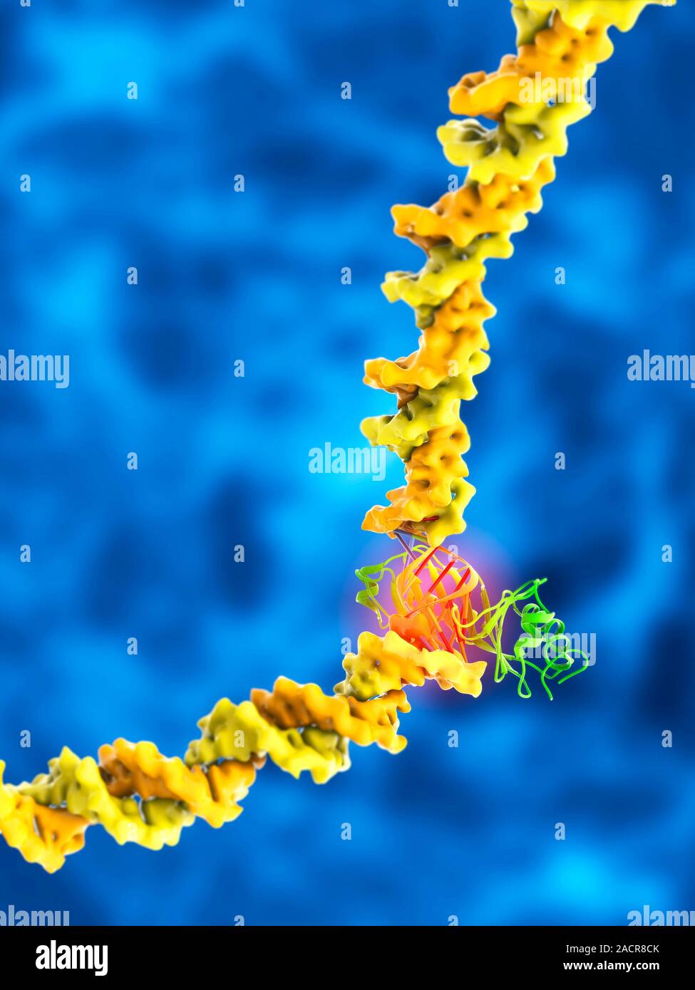 TATA boxbinding protein complex. Molecular model showing a TATA box