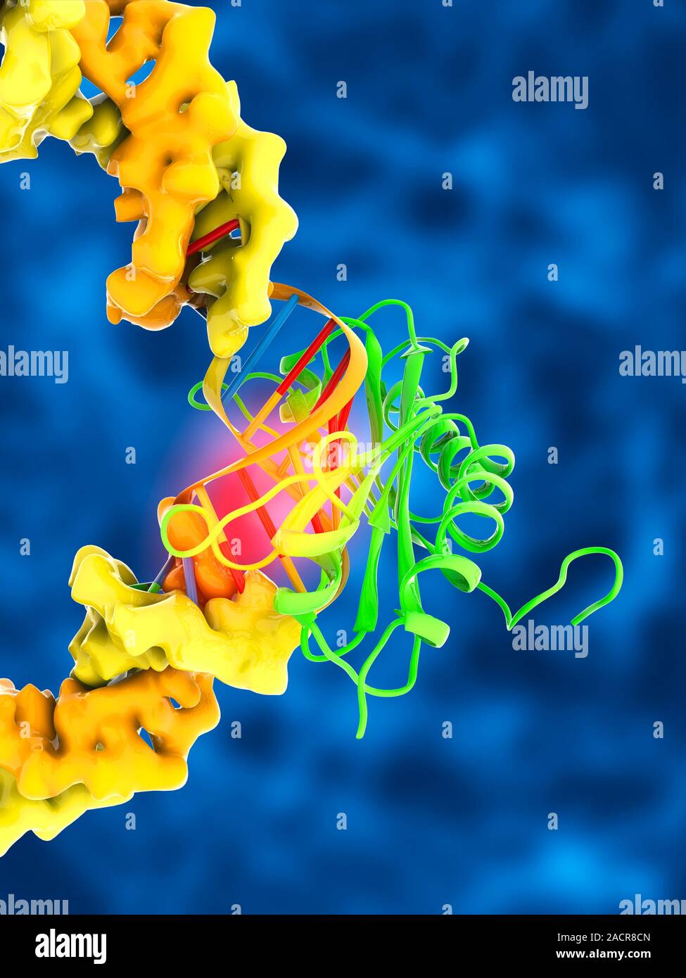 TATA box-binding protein complex. Molecular model showing a TATA box-binding protein (TBP, green) complexed with a strand of DNA (deoxyribonucleic aci Stock Photo
