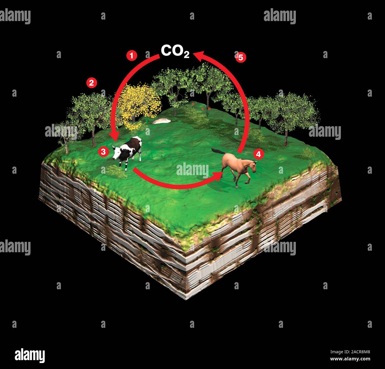 Carbon fixation. Computer artwork showing how carbon fixation occurs in