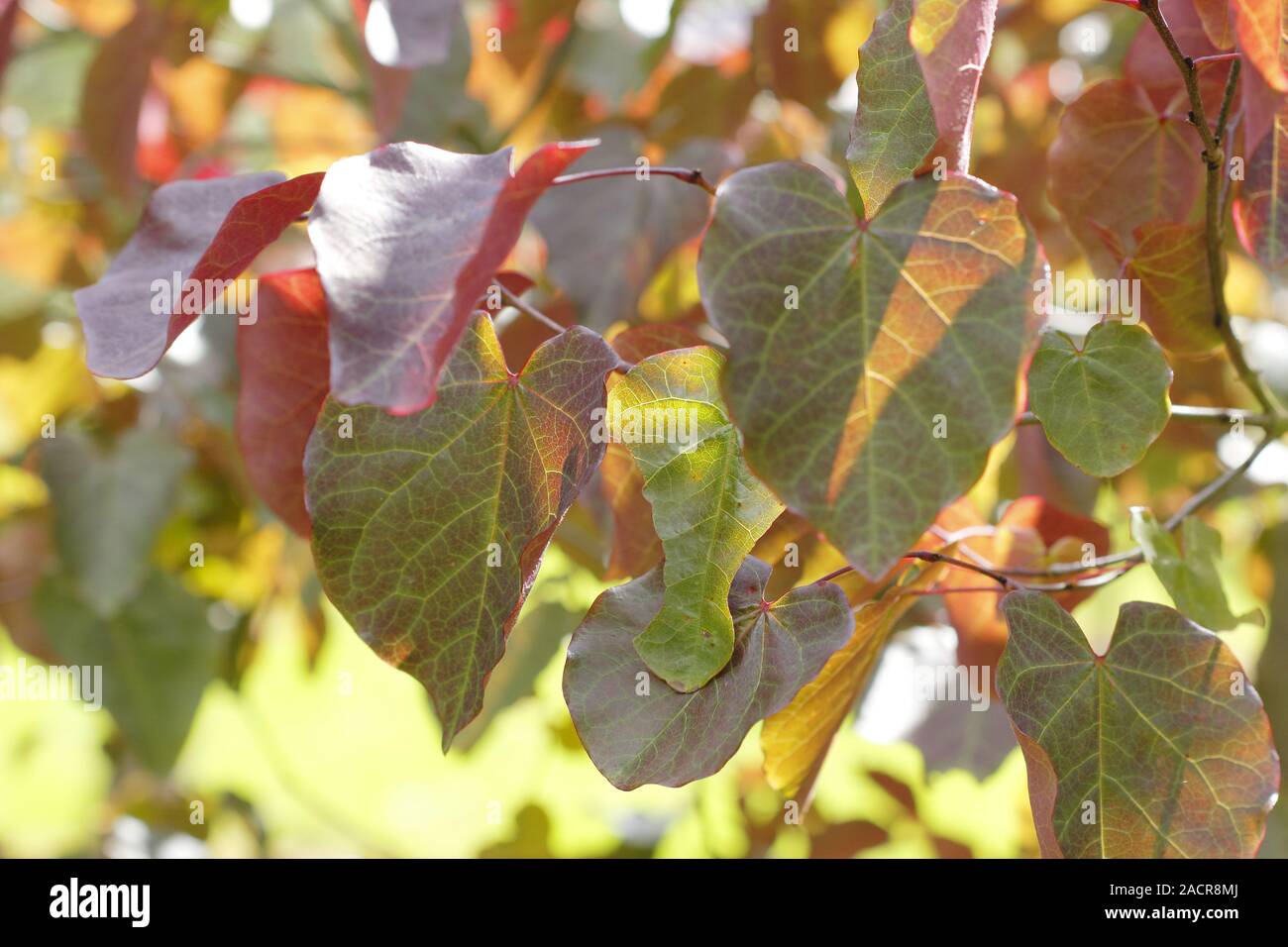 Cercis canadensis 'Merlot' tree  displaying distinctive deep purple colours in early autumn. UK Stock Photo