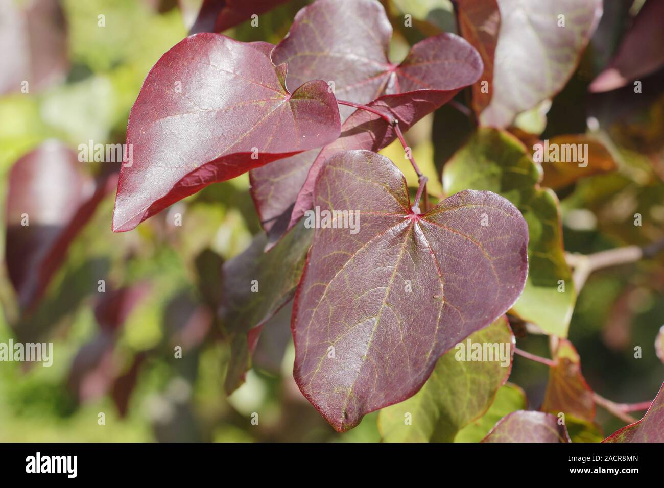 Cercis canadensis 'Merlot' tree  displaying distinctive deep purple colours in early autumn. UK Stock Photo