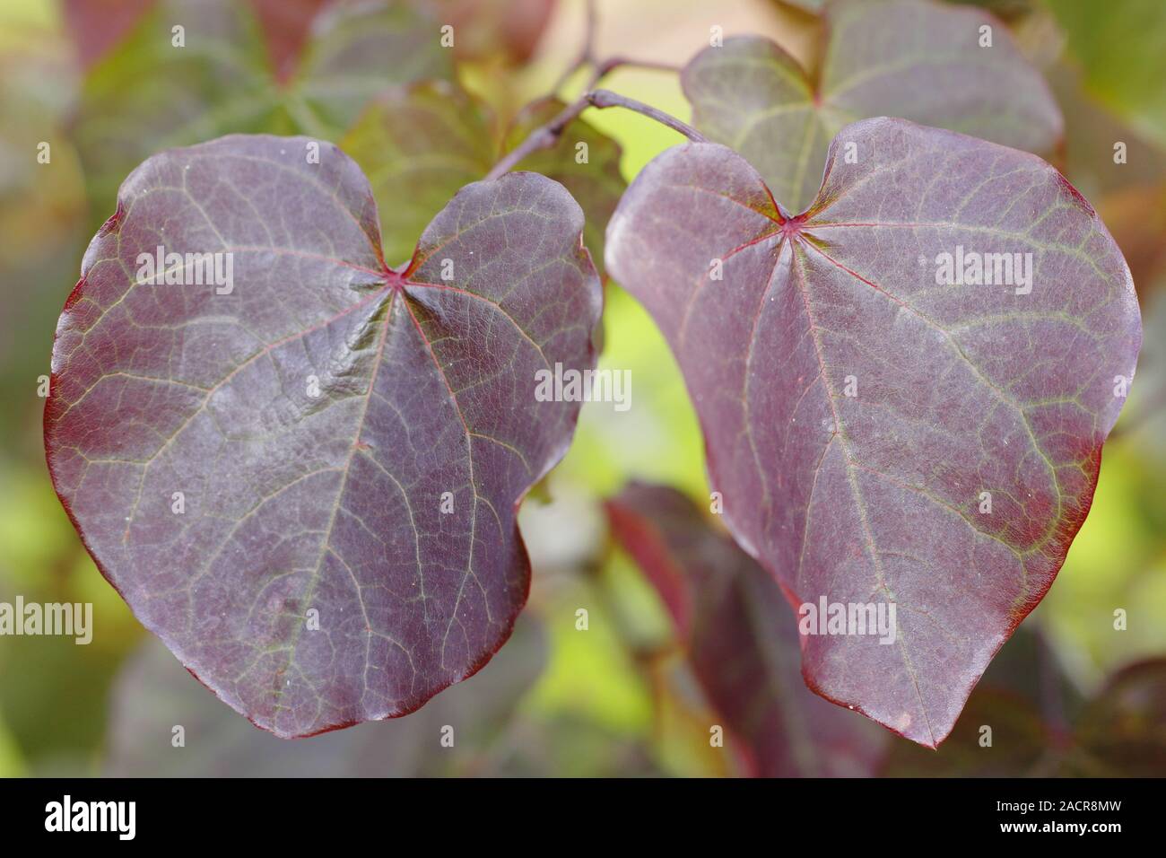 Cercis canadensis 'Merlot' tree  displaying distinctive deep purple colours in early autumn. UK Stock Photo