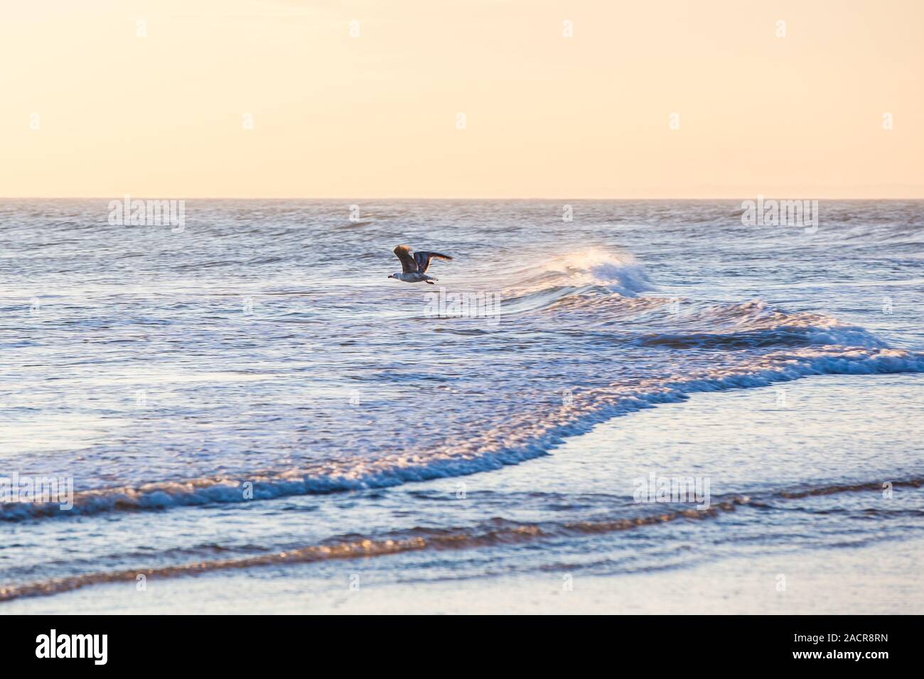 seagul at the North Sea Stock Photo