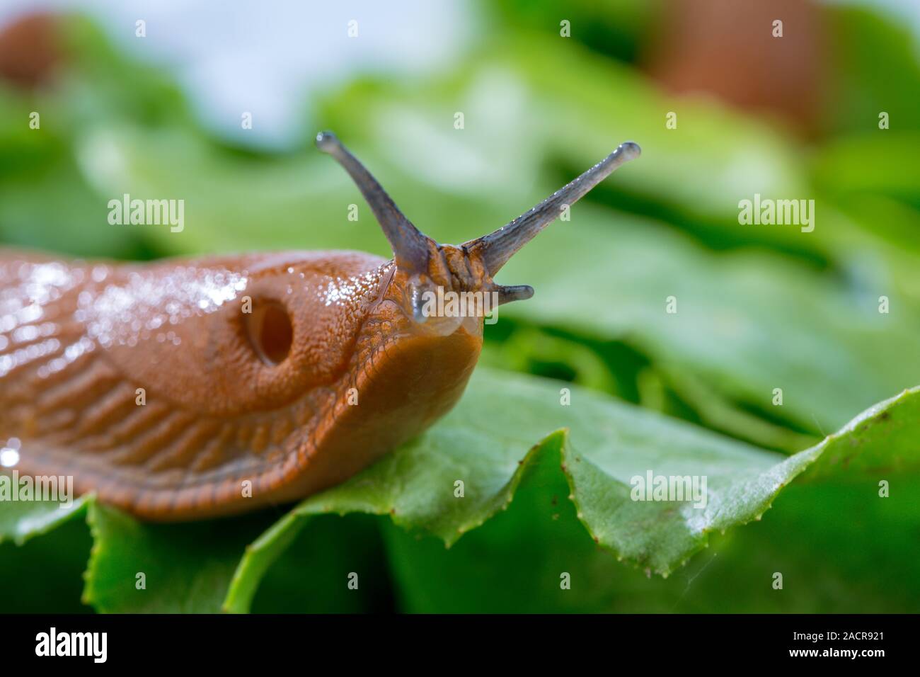 Snail with salad leaf Stock Photo