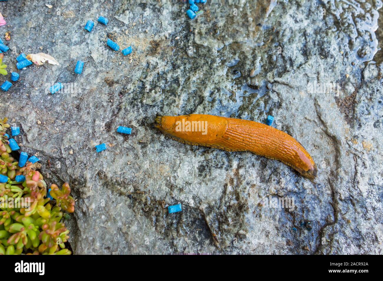 Slug with slug pellets Stock Photo