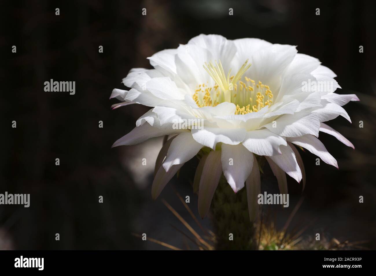 Very large cactus hi-res stock photography and images - Alamy