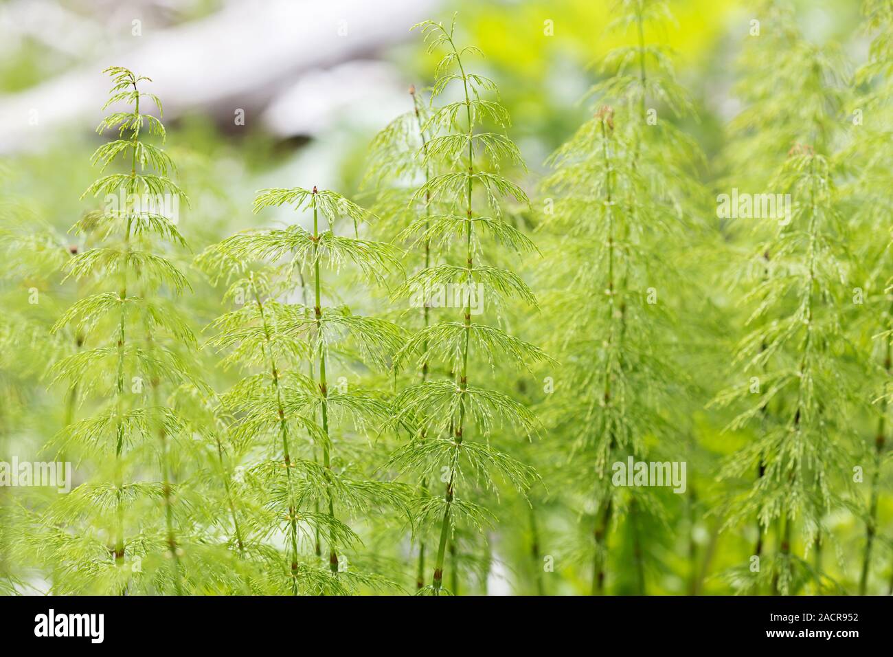 Horsetail_Mama