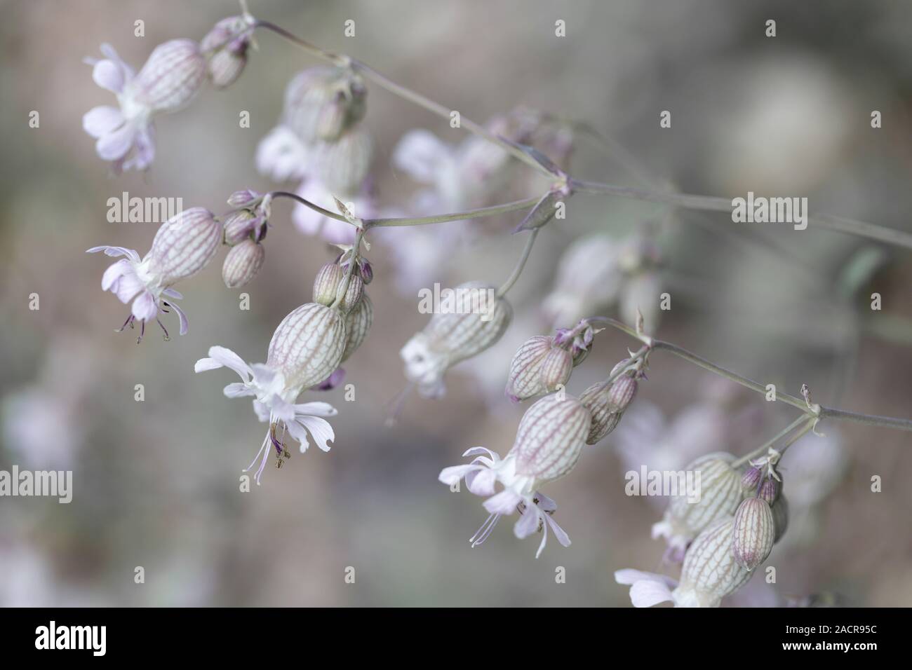 bladder campion, Silene vulgaris, Silene cucubalus, alpine flower, austria Stock Photo