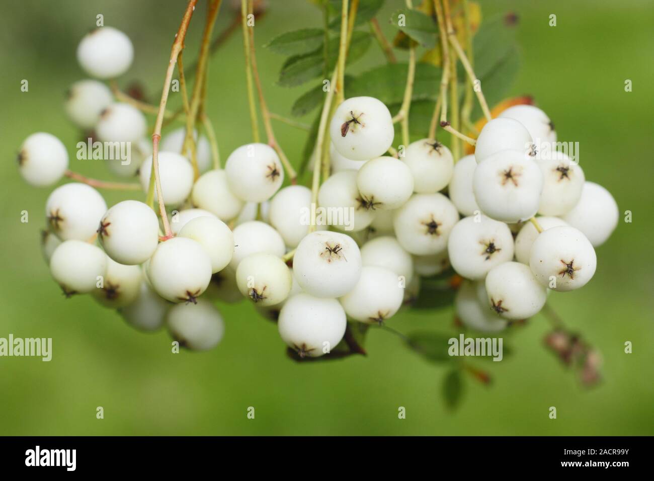White Svidina - Poisonous White Berries And Green Bush Leaves Stock Photo,  Picture and Royalty Free Image. Image 83475909.