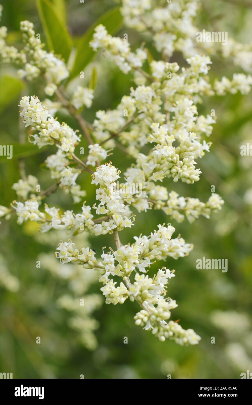 Ligustrum quihoui. Waxyleaf privet displaying masses of scented white blossoms in late summer.UK Stock Photo