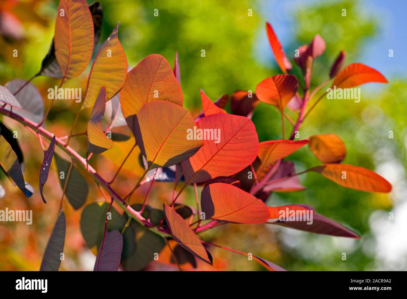 Smoke Bush (Cotinus coggygria Stock Photo Alamy