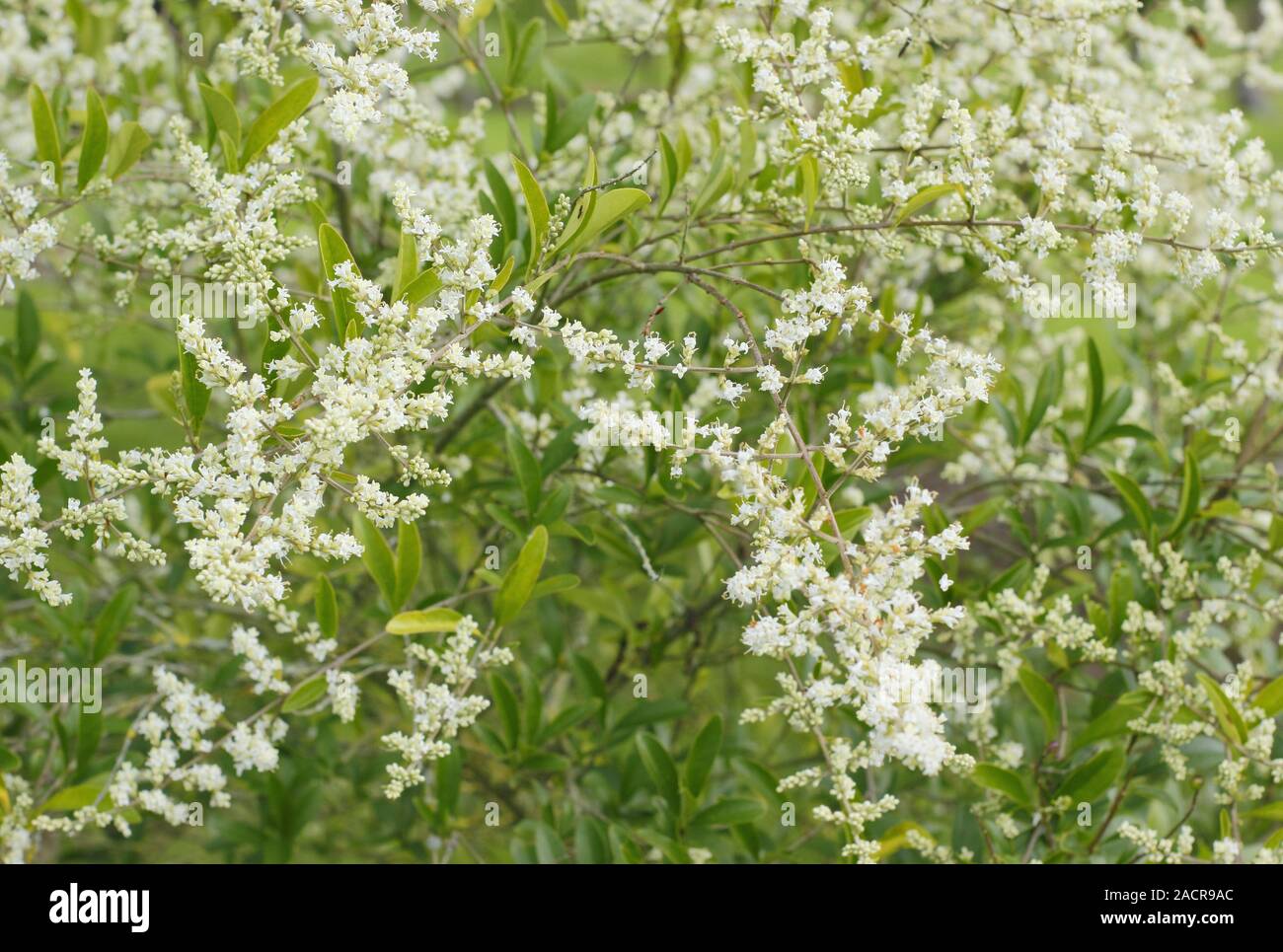 Ligustrum quihoui. Waxyleaf privet displaying masses of scented white blossoms in late summer.UK Stock Photo