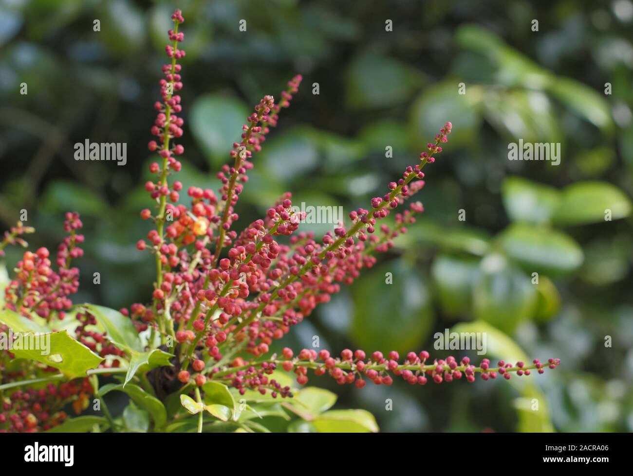 Mahonia nitens 'Cabaret' evergreen shrub,  displaying distinctive deep orange racemes in late summer - September. UK. AGM Stock Photo