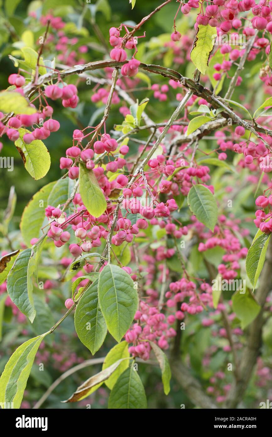 Euonymus phellomanus. Mature corky spindle tree bearing characteristic