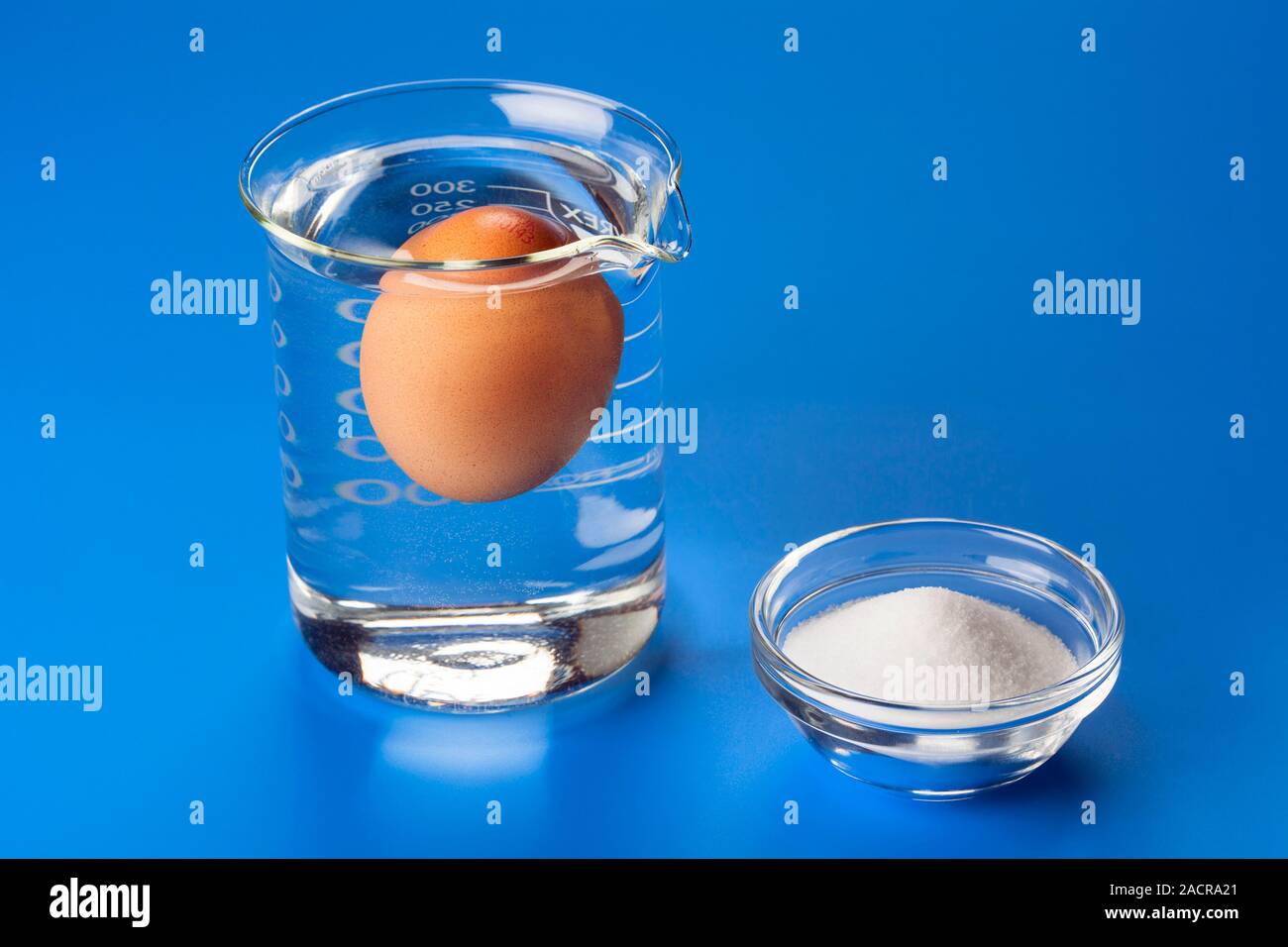 Buoyancy experiment. Fresh egg floating in salt water (salt at lower