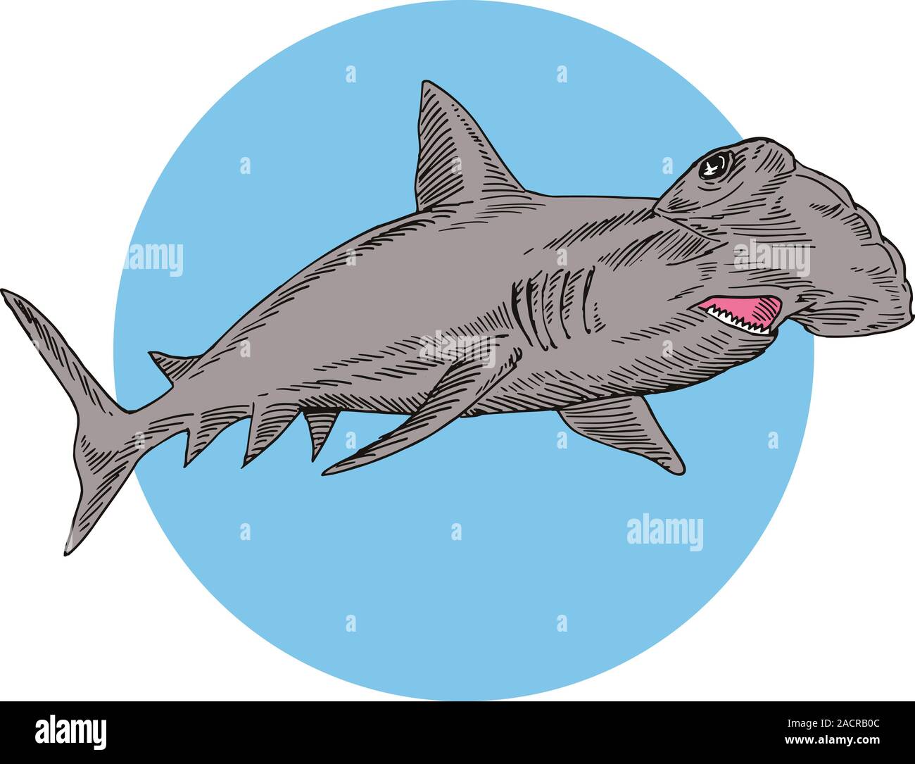 Hammerhead Shark Swimming Stock Photo - Alamy