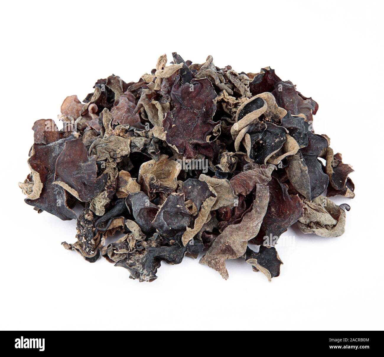 Cloud ear fungus (Auricularia polytricha). This edible jelly fungus is