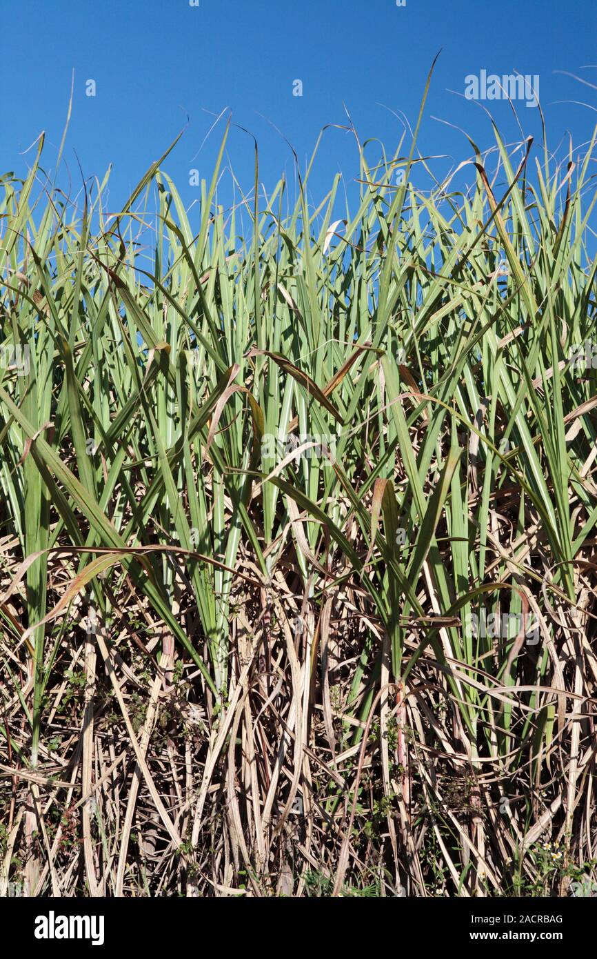 Sugar cane field. Field of sugar cane (Saccharum officinarum) near