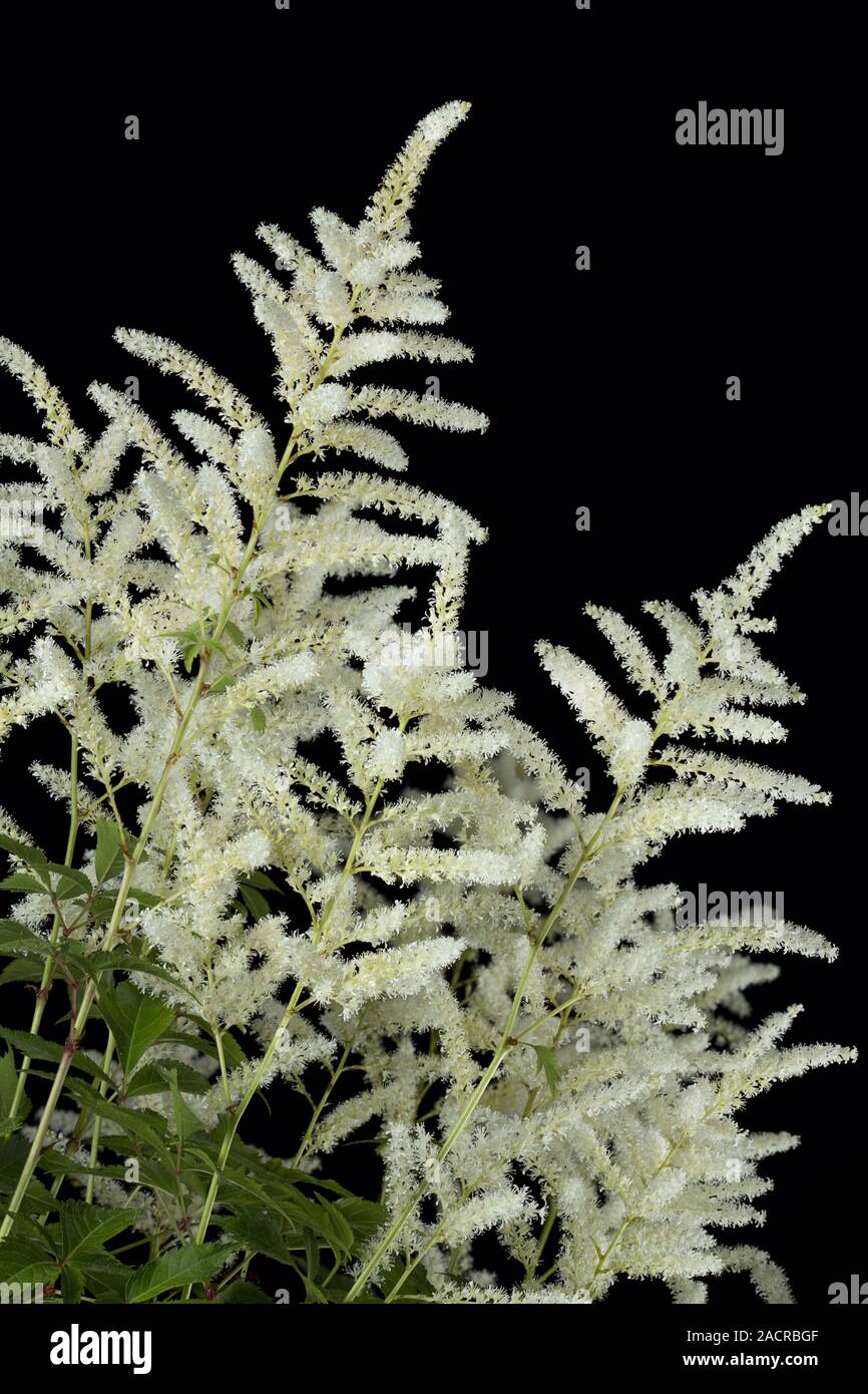 Astilbe Stock Photo