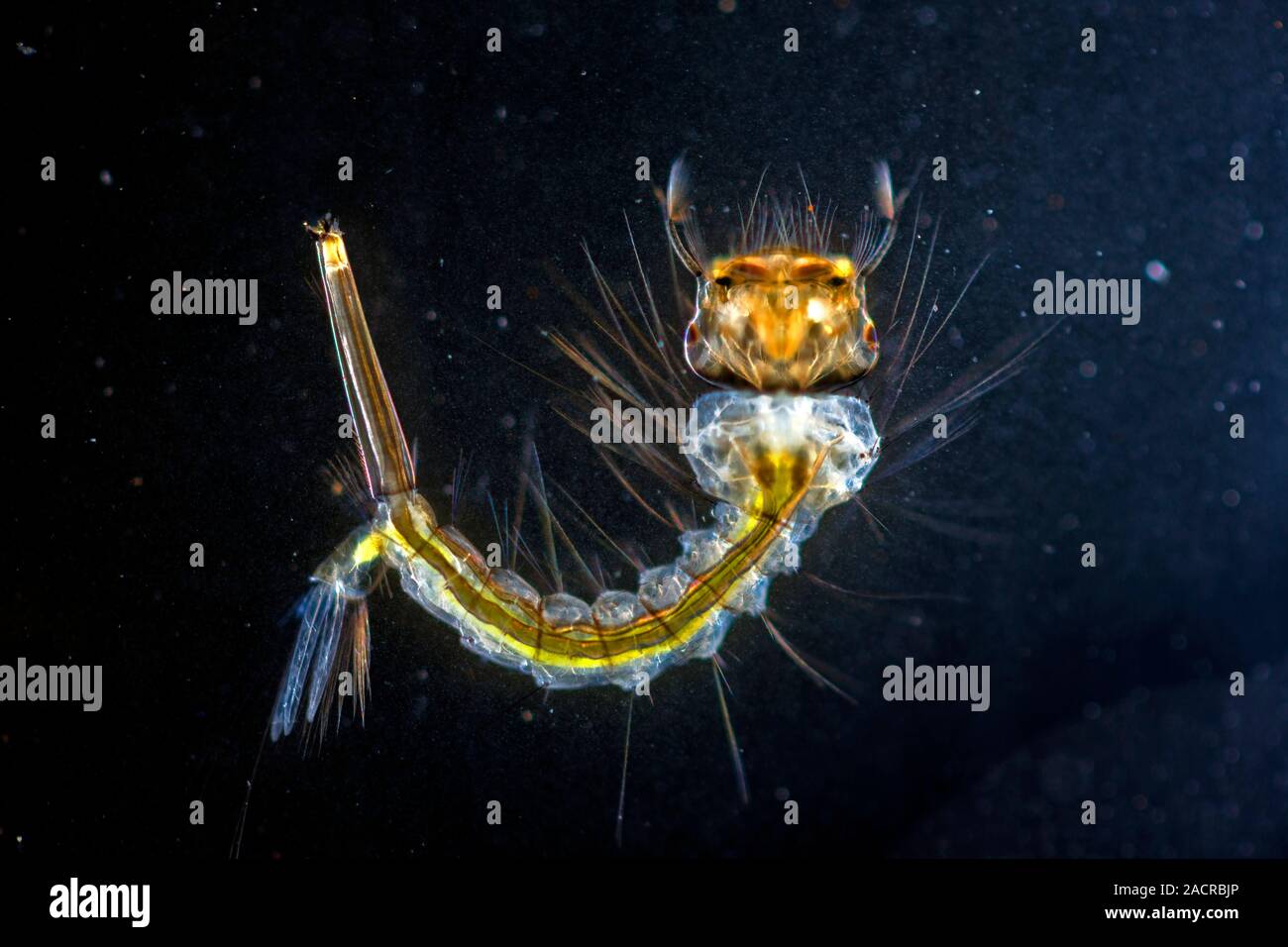 Culex mosquito larva, with a breathing tube, on the water's surface ...