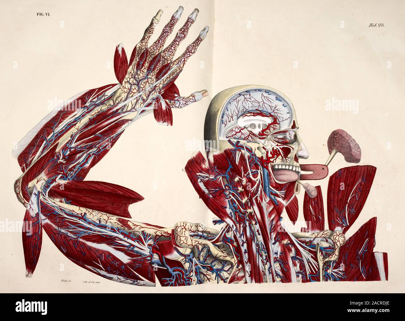 Anatomical drawing. Brain, arm, hand tissues. Image taken from Planches ...