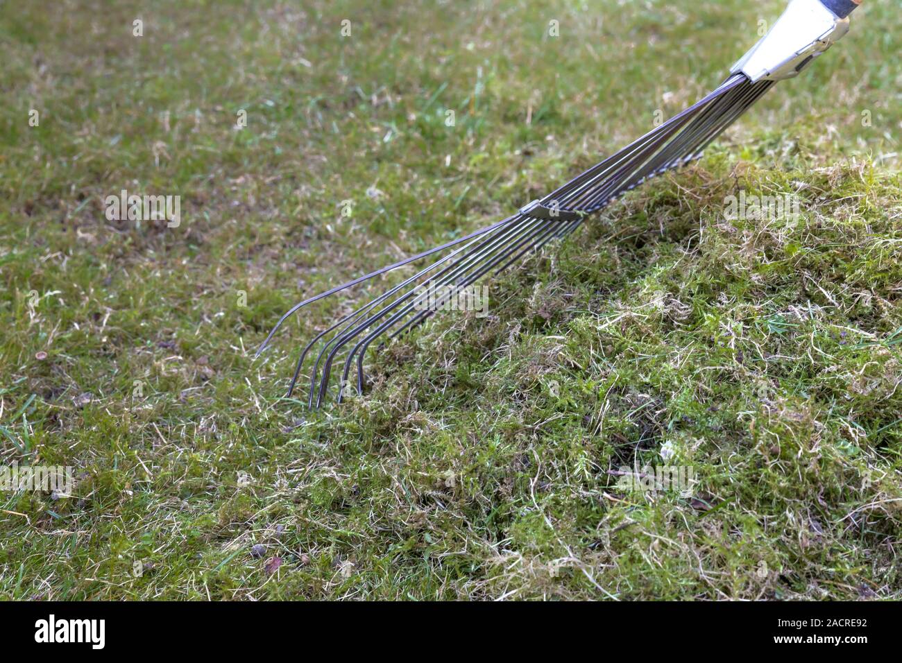 Moss in the lawn rake together Stock Photo