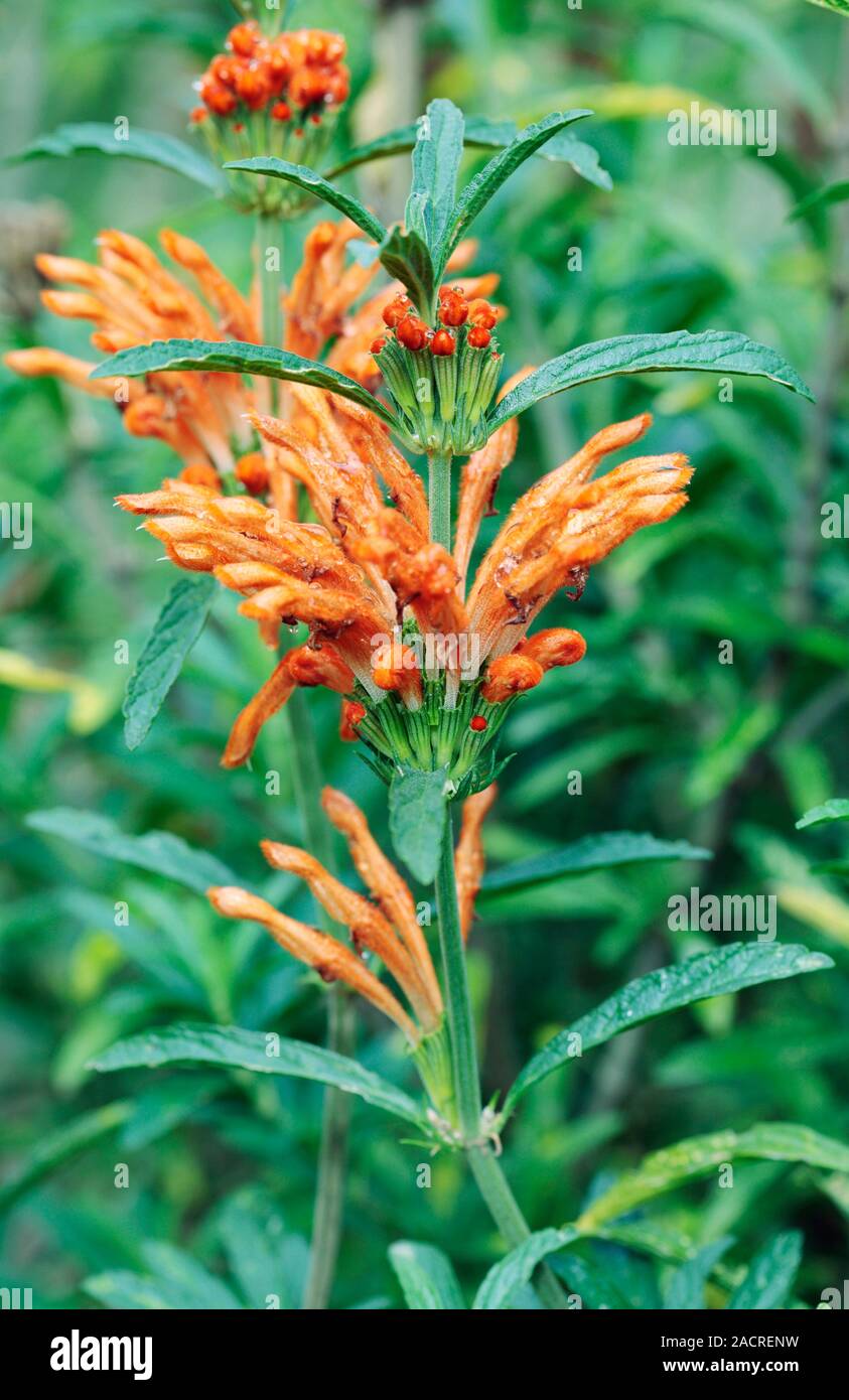 Lion's tail (Leonotis leonurus) in flower. Photographed in Kirstenbosch ...